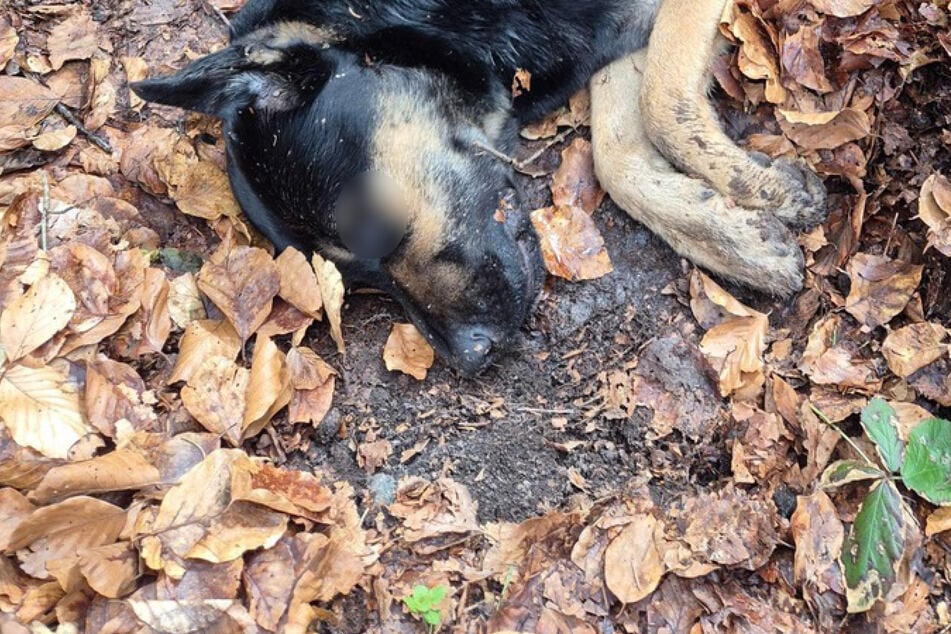Hund bewusstlos im Wald entdeckt: Polizei sucht nach Zeugen