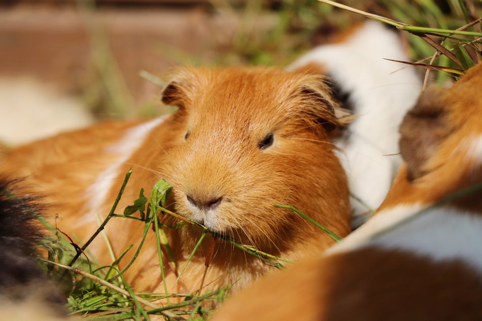 Das dichte Fell von Meerschweinchen ist nicht auf hohe Temperaturen ausgelegt.