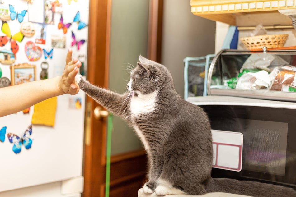 Mit etwas Übung kannst Du dank dem Clickertraining Deiner Katze Tricks wie "High five" beibringen.