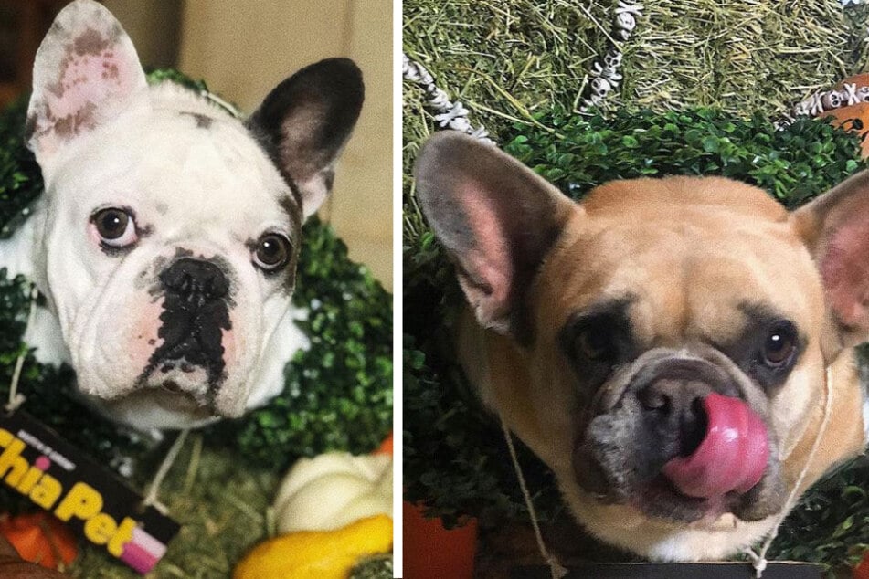 Two of Lady Gaga's dogs – Koji and Gustav – were stolen after her dog walker was shot Wednesday evening.