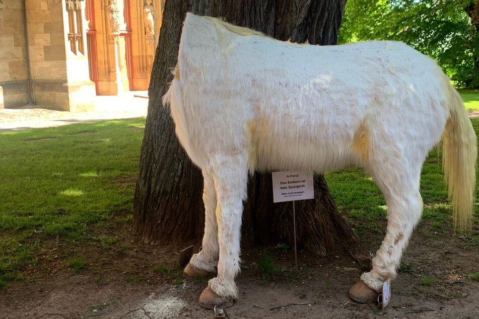 Die Einhorn-Figur hatte sich zum beliebtesten Fotomotiv von Korbach entwickelt. In der Nacht zum vergangenen Samstag wurde dem Fabelwesen dann der Kopf abgesägt und mitgenommen.