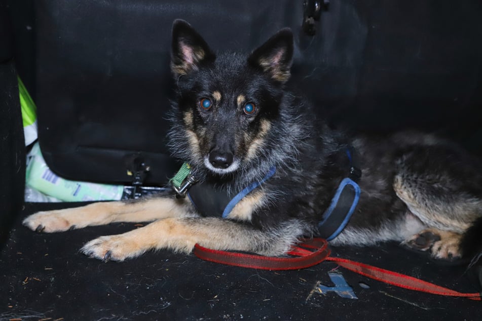 Suka Amy (9) uciekła z przerażeniem.