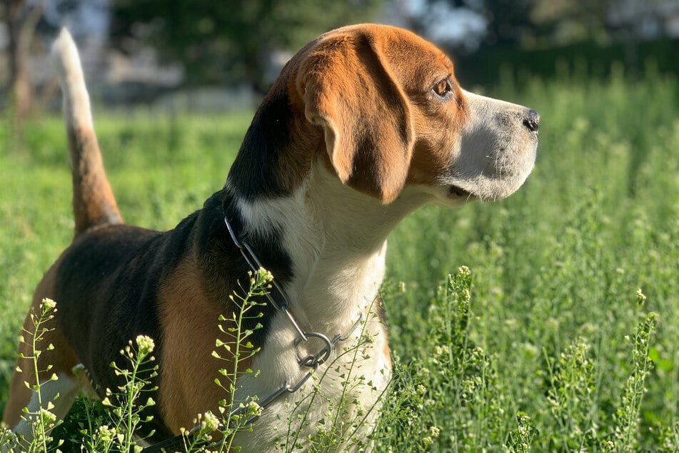 Beagles are beautiful and incredibly stable doggos.