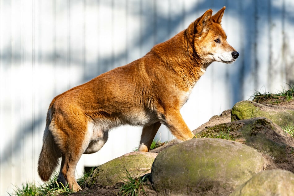 Dingo-Männchen "Kami", Vater des im Januar im Tierpark Neumünster geborenen Dingo-Welpen, läuft durch sein Gehege.