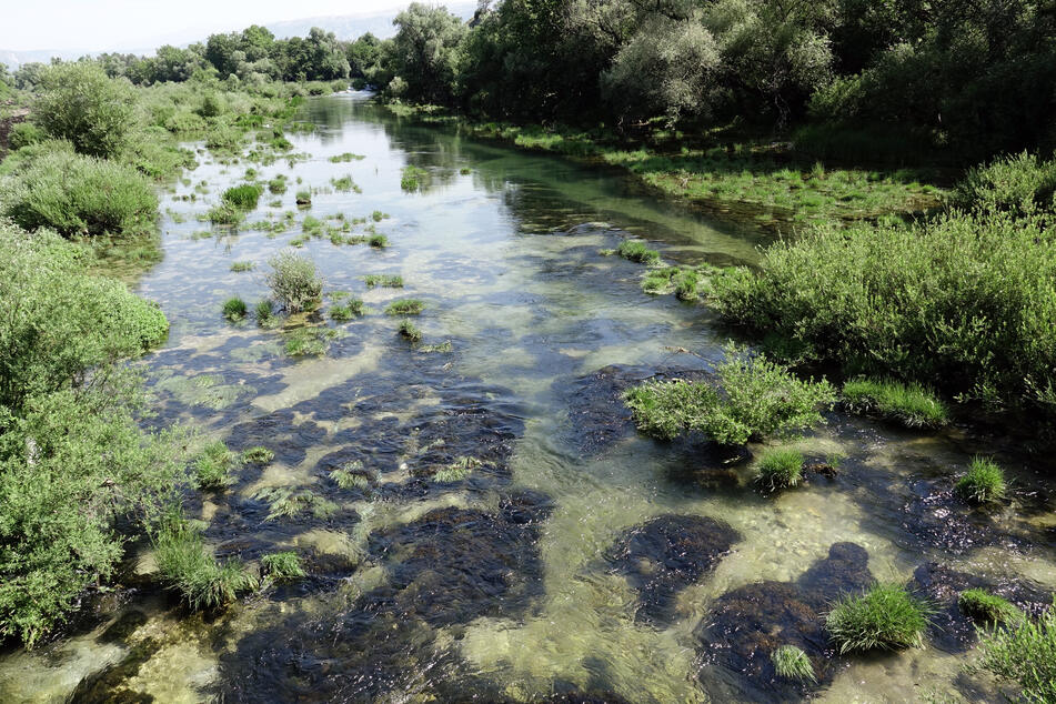 Wilde naturbelassene Flüsse bieten seltenen Pflanzen- und Tierarten Schutz.
