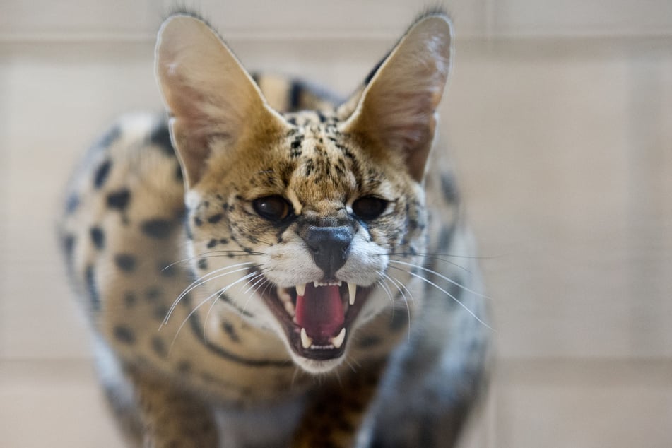 Eine Serval-Wildkatze war in Schleswig-Holstein entlaufen. Behörden haben vor dem Tier gewarnt. (Symbolbild)