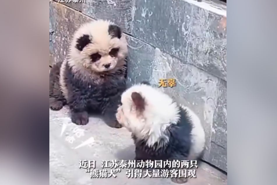 A Chinese zoo has stirred controversy by transforming small dogs into baby panda bears using black paint on white chow chow puppies.