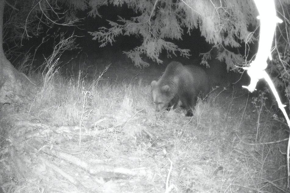 Eine Wildkamera fotografierte im April nicht weit von Schloss Elmau entfernt diesen Bären.