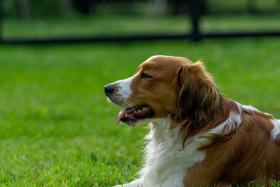 Ein Insektenstich kann für den Hund schwerwiegende Folgen haben.