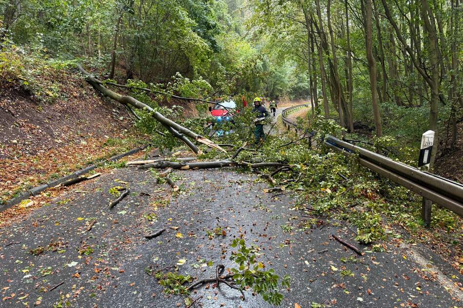 Der umgestürzte Baum hatte die Landstraße blockiert.