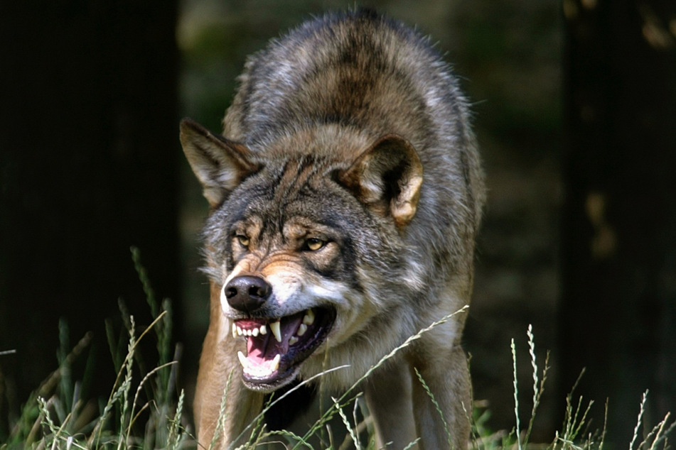 Wölfe reißen Hunde, weil sie sie als Eindringlinge in ihr Revier betrachten.