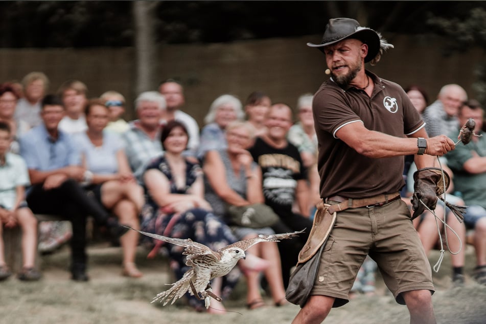 Hans-Peter Herrmann (38) führt dem Publikum vor, was der Wanderfalke kann. Mit 380 km/h im Sturzflug ist er der schnellste Vogel der Welt.