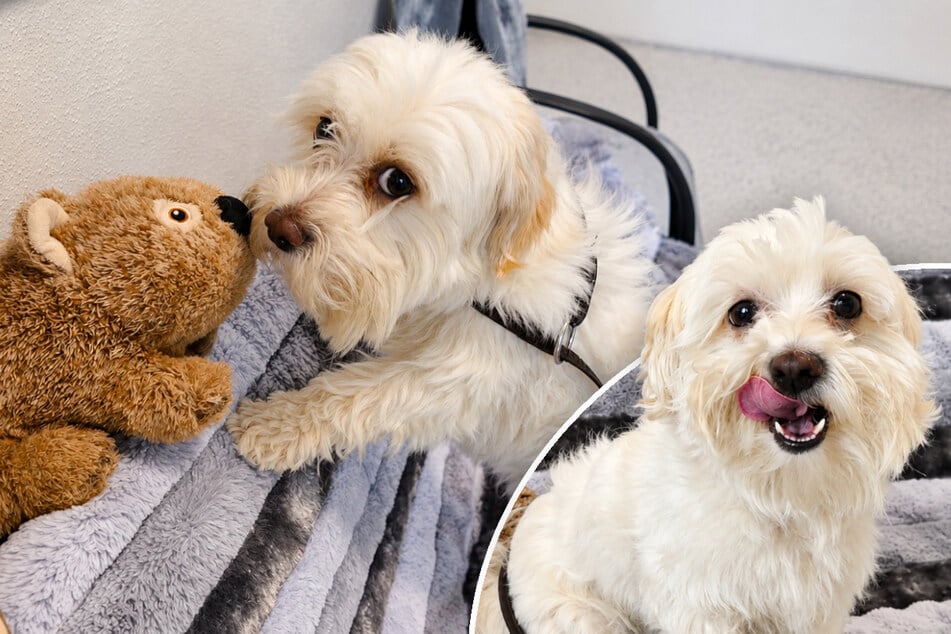 Kleiner Hund einfach ausgesetzt: Findet Sir James trotzdem sein Happy End?