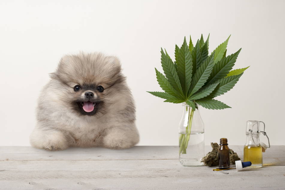 Dogs and cats can suffer serious symptoms if they inhale cannabis smoke or accidentally ingest the cannabis.
