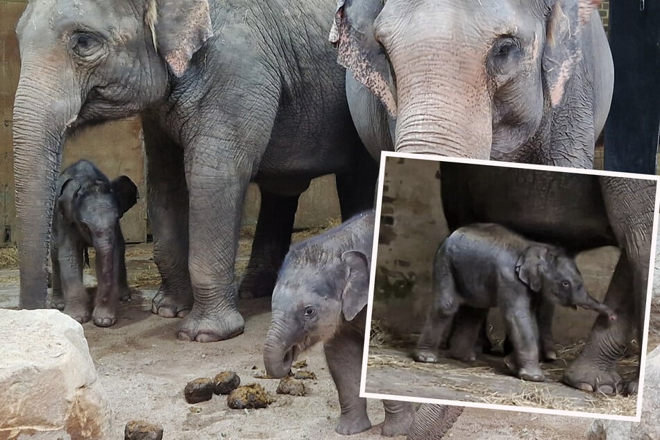 Nach Bulle Akito ein Weibchen: Zweites Elefanten-Baby im Zoo Leipzig geboren!
