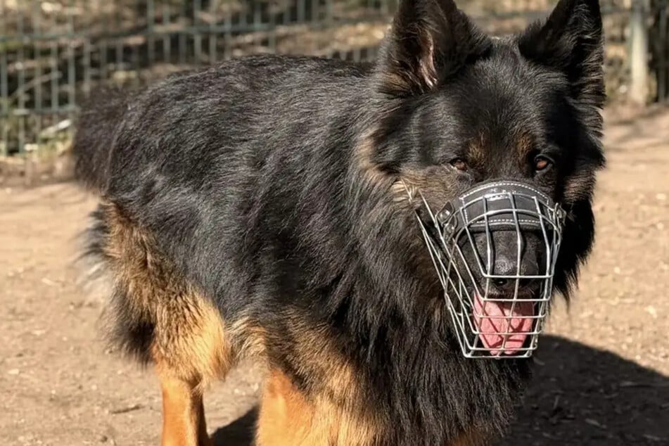 Starý německý ovčák Gregor má za sebou vzrušující život na ulici.