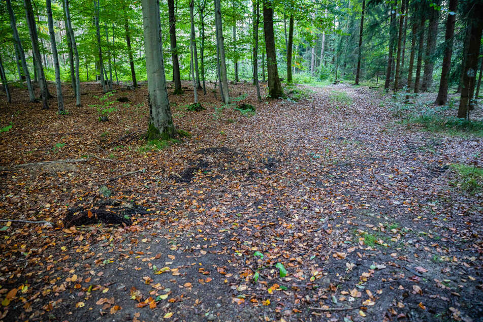 Nun sucht die Polizei nach Zeugen. Wer hat in der Nähe dieses Waldstücks in Arnsdorf etwas Verdächtiges gesehen?