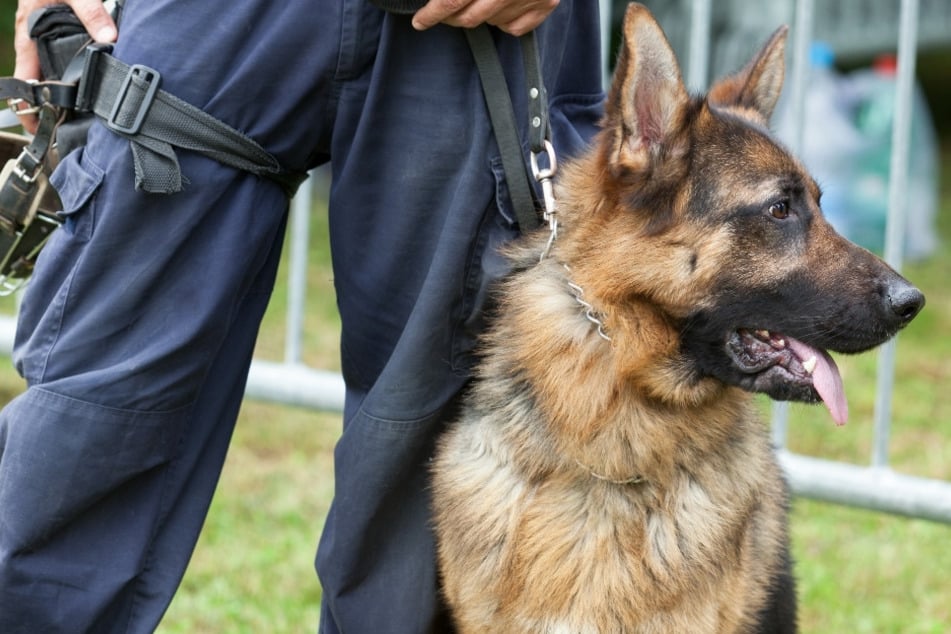 38-Jähriger sticht mit Messer auf Polizeihund ein: Not-OP und SEK-Einsatz!