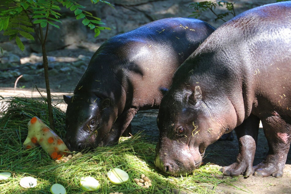 Zwergflusspferd Toni (1) aus dem Berliner Zoo freute sich mit Mama Debbie über die gefrorene Früchte-Eins.