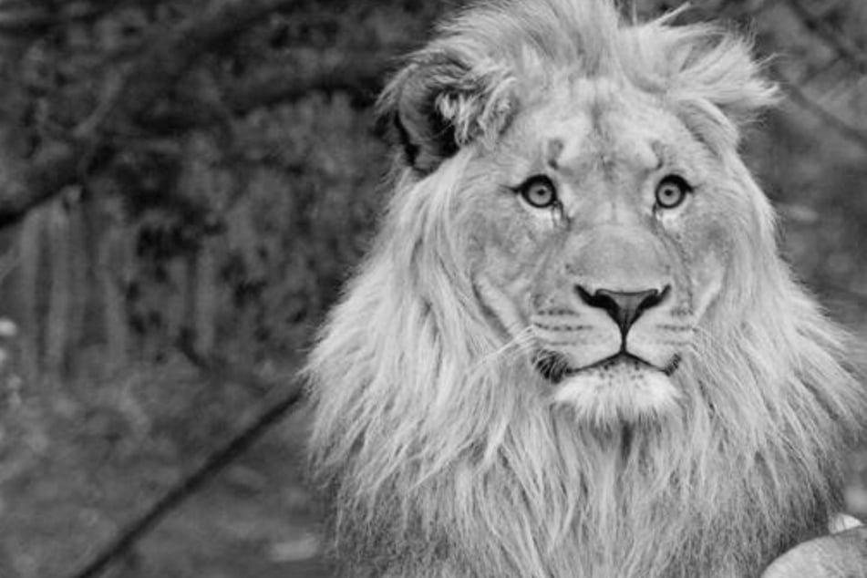 Schock im Leipziger Zoo: Löwenpapa Majo stirbt im Alter von acht Jahren