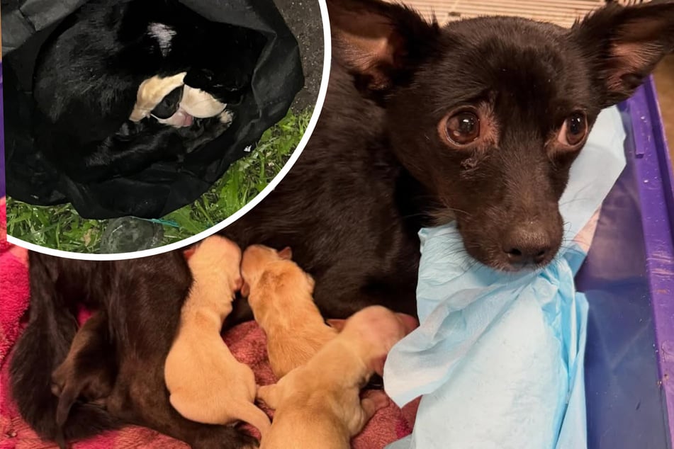 Mann findet Müllbeutel am Straßenrand: Darin kauert Chihuahua-Dame mit ihren babys