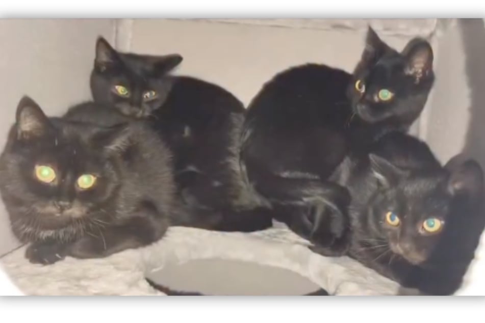 Kornelia, Konrad, Karsten a Kerstin jsou vůči lidem ještě velmi plachí.