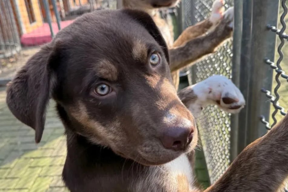 Track sucht ein Zuhause bei sportlichen Menschen, die Erfahrung haben und bereit sind, sich die nächsten 15 bis 20 Jahre um den Hund zu kümmern.