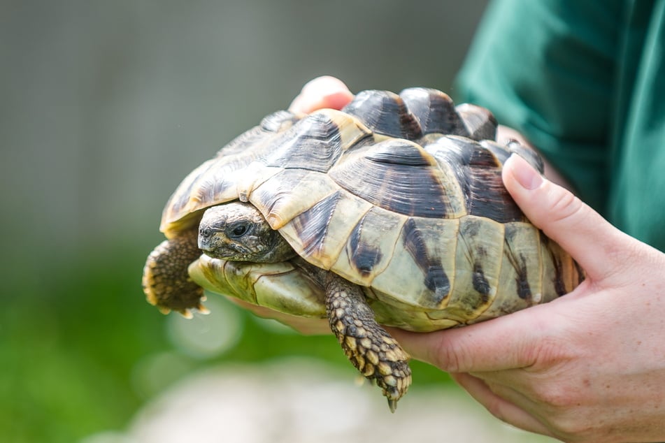 Rund zwanzig Landschildkröten sind im Tierheim untergebracht.