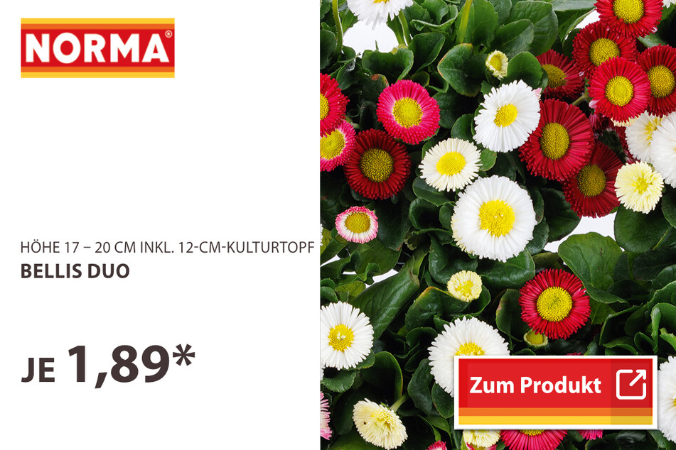 Bellis Duo