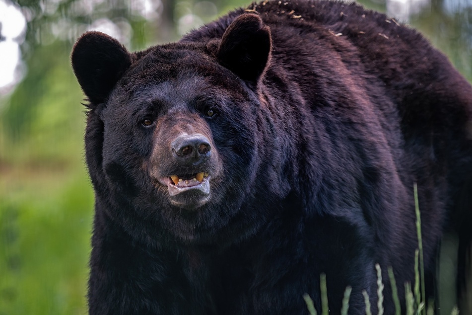 The black bear and her three cubs will be relocated to a wildlife sanctuary in Colorado (stock image).