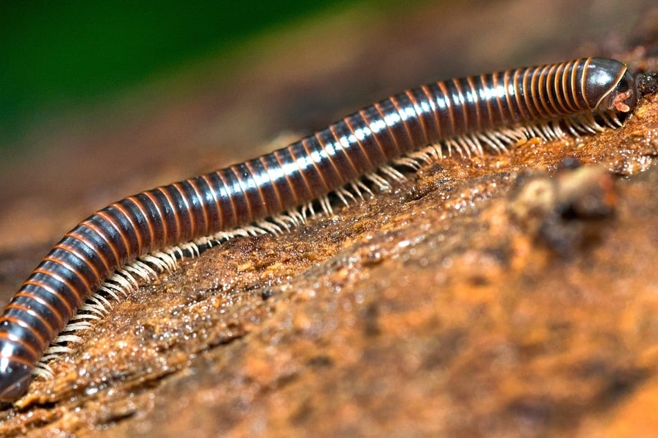 The animal with the most legs and feet in the world is also one of the creepiest in the world.