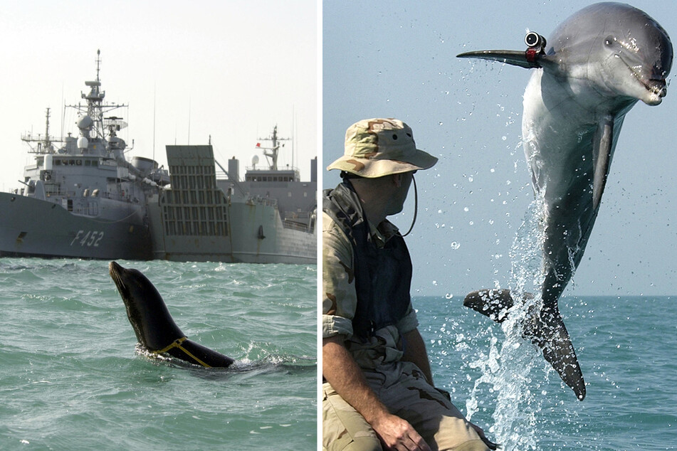More than 120 dolphins and sea lions serve in the US Navy.