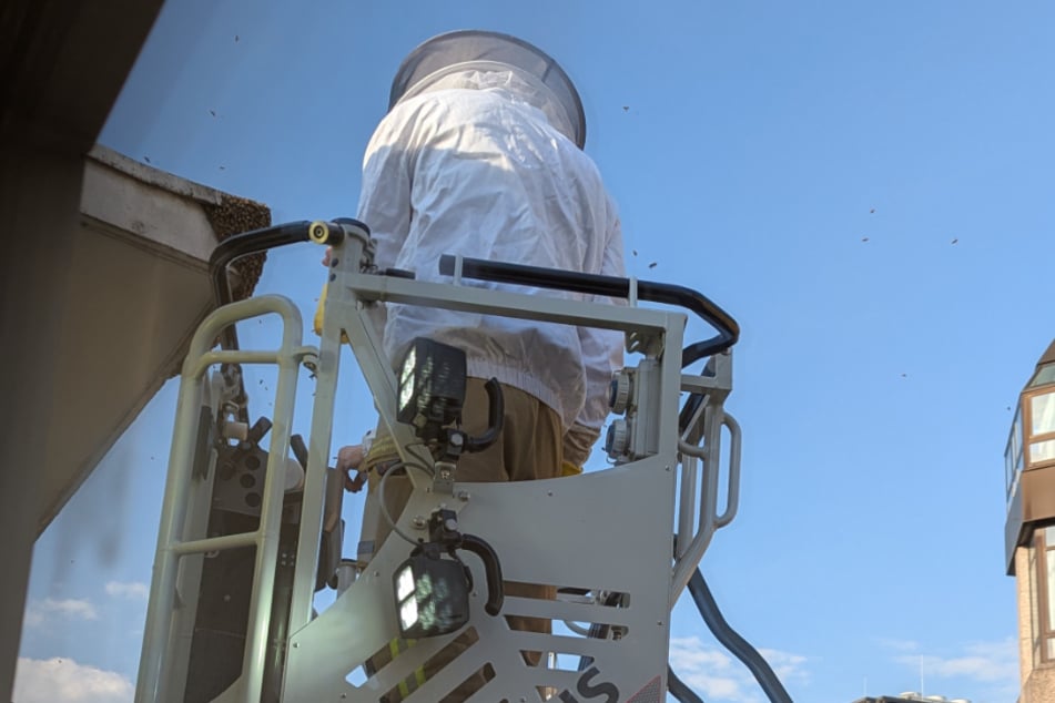 In Zusammenarbeit mit der Feuerwehr rettete ein Imker die Bienen vom Dach des Gebäudes.