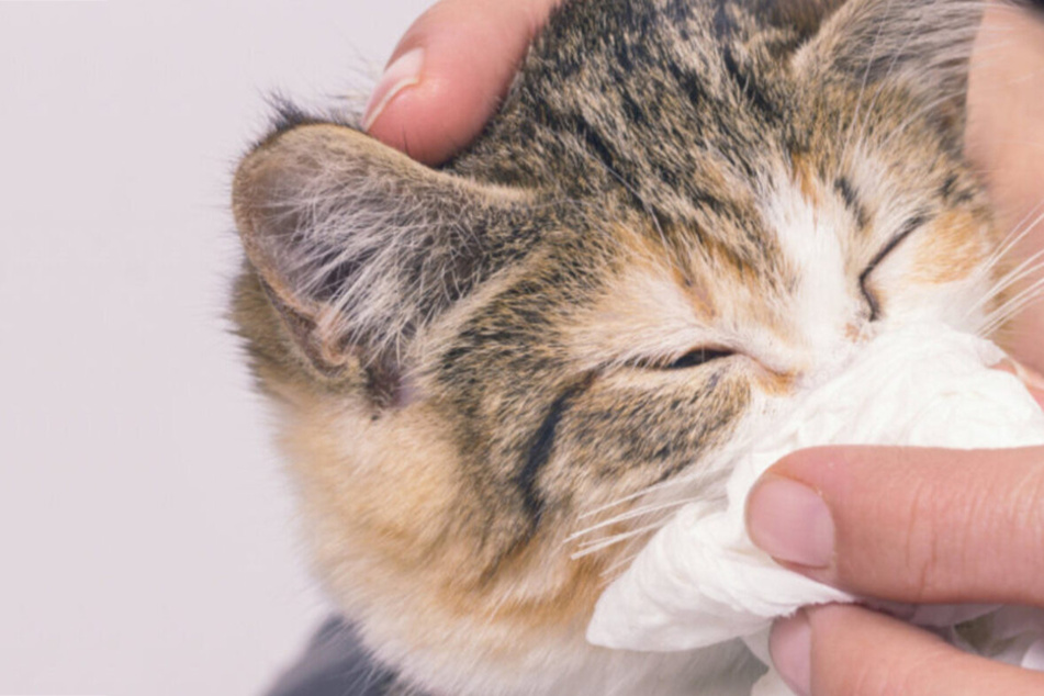 Cat flu symptoms and treatment: Is it life-threatening?