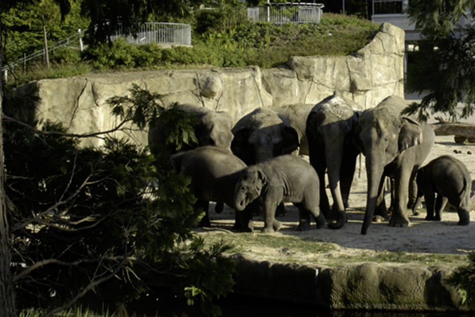 Tierisches WM-Orakel im Kölner Zoo: Hat Elefantenbulle Tarak den richtigen Riecher?
