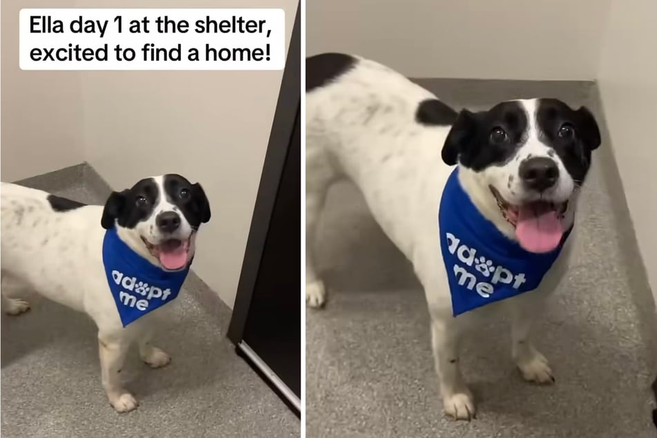 Ella en su primer día en el refugio de animales, llena de ilusión por encontrar un nuevo hogar.