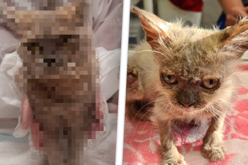 Katze völlig verwahrlost zum Sterben ausgesetzt: Kaum zu glauben, wie sie heute aussieht