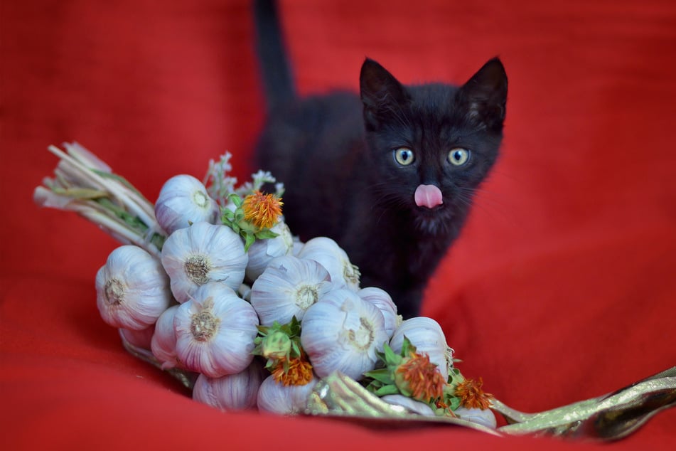 It's rather unlikely that your cat will show any interest in garlic.