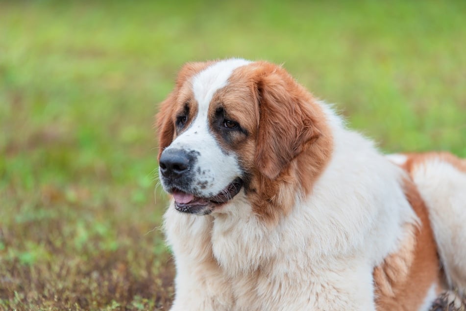 Die süße Hunderasse Bernhardiner ist auch aus dem 90er-Jahre-Film "Ein Hund namens Beethoven" bekannt.