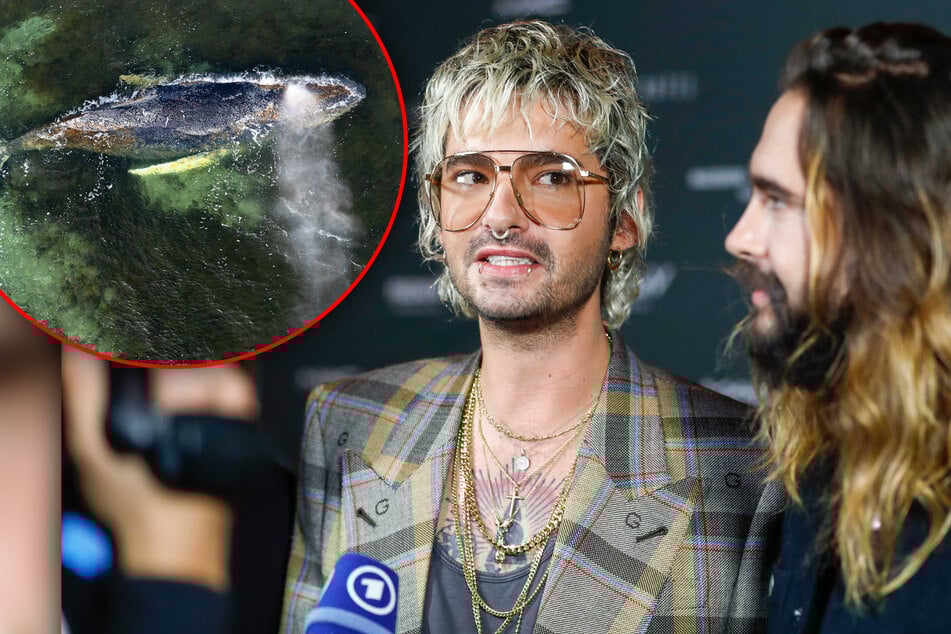 Tom und Bill Kaulitz sind bestürzt über gestrandeten Wal: Zwillinge machen auf wichtige Sache aufmerksam