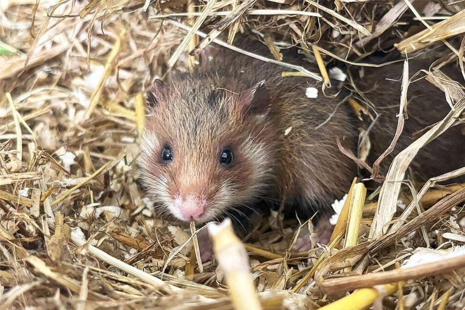 Bis zu 200 Hamster möchte der Zoo Leipzig in diesem Jahr auswildern.
