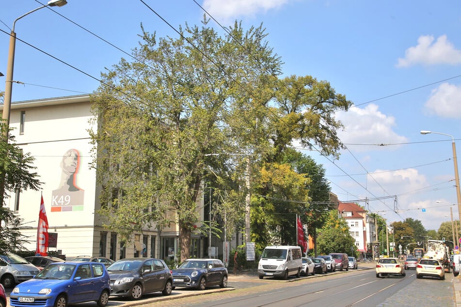 Dresden: Sanierung Königsbrücker Straße: Die Flatterulme ist gerettet