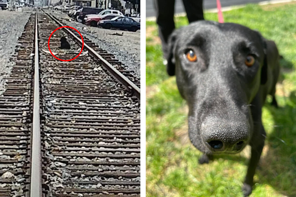 Nachdem seine Besitzer ihn auf die Schienen geworfen hatten, blieb dieser Labrador-Mischling dort sitzen.