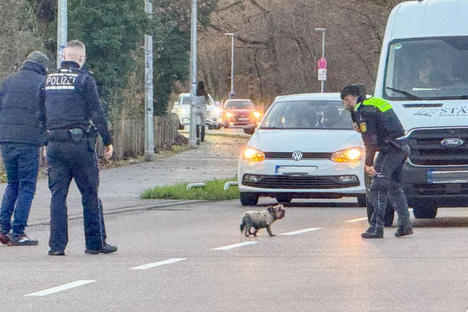 Das Tier war rasch eingefangen und der Einsatz beendet.