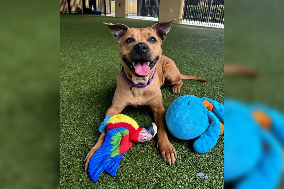 Tragically, visitors' interest in the dog is close to zero.