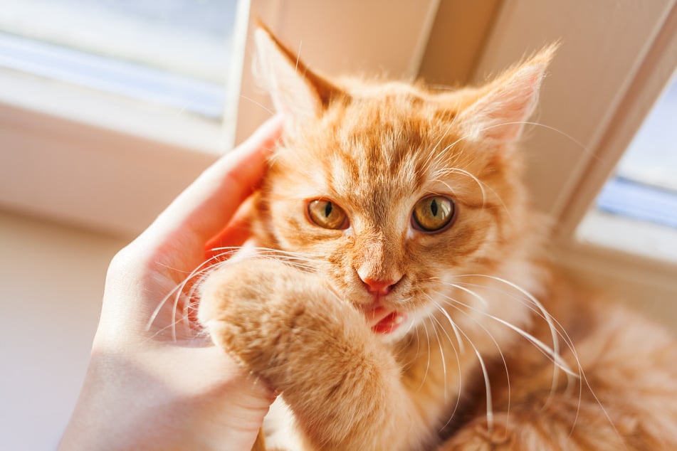 Manche Katzen nuckeln nicht nur an Decken, sondern auch mal an einem Finger.
