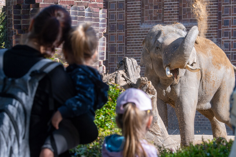 Besucher im Zoo Leipzig beobachten die Elefanten. Für Franzi seien Streichelzoos mit genug Auslauf zwar in Ordnung. Für die Haltung von exotischen Tieren habe sie jedoch kein Verständnis.