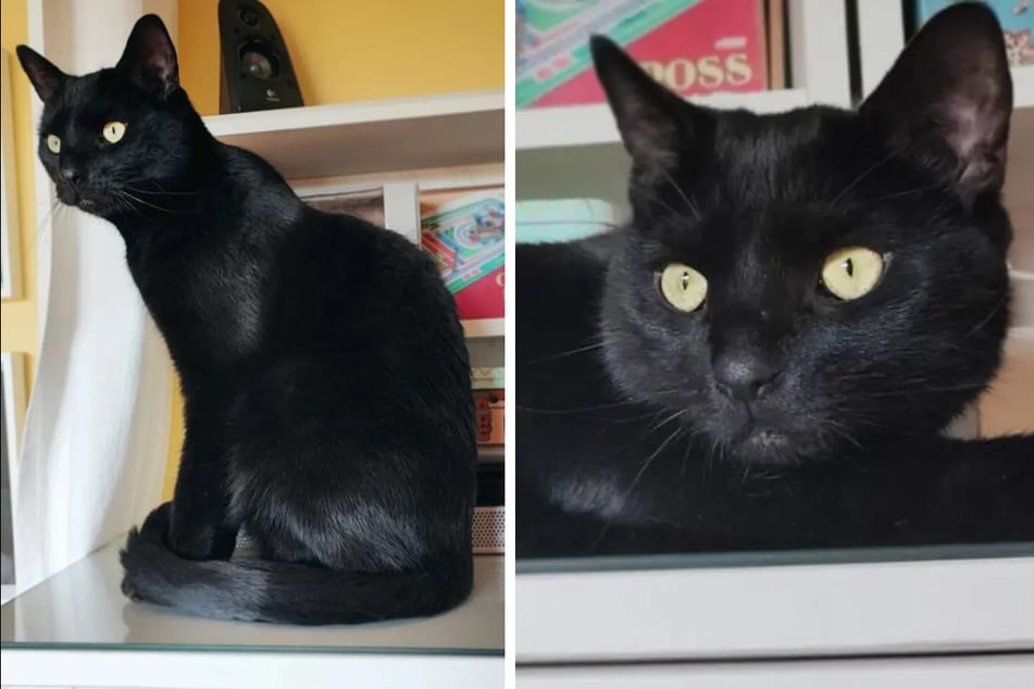 Die Europäisch Kurzhaar Sandor (3) wartet im Tierheim Berlin auf Menschen, die den Kater adoptieren.