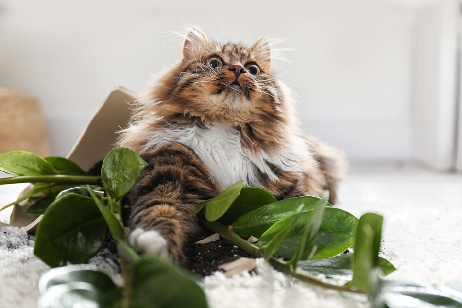 There are plenty of cat safe houseplants out there, so don't fret.