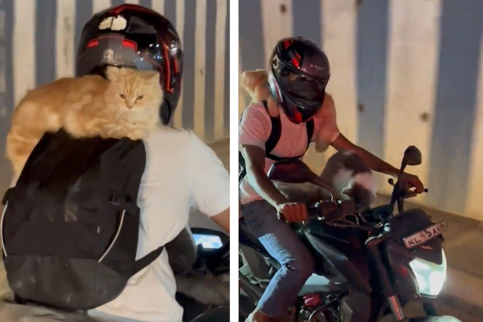 Bei näherer Betrachtung wurde klar, dass nicht nur auf dem Rucksack des Bikers, sondern auch auf dessen Schoß eine Katze saß.